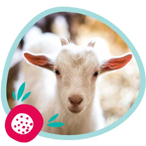 Organic Goat Milk: Our #1 Ingredient